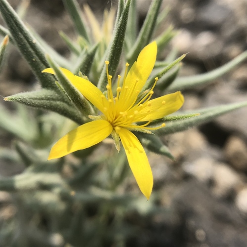 Mentzelia torreyi var. torreyi
