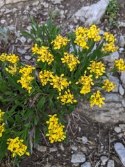Petradoria pumila