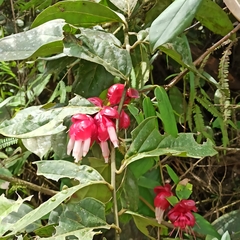 Cavendishia pubescens