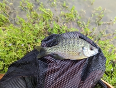 Lepomis macrochirus