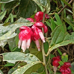 Cavendishia pubescens