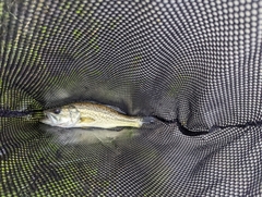 Micropterus salmoides