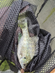 Lepomis macrochirus