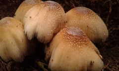 Coprinellus micaceus