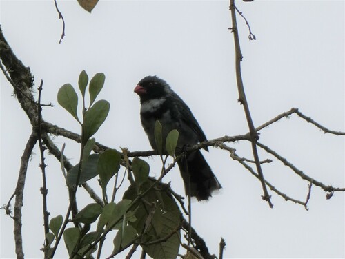 Masked Saltator (Saltator cinctus), photo 3