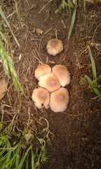 Coprinellus micaceus