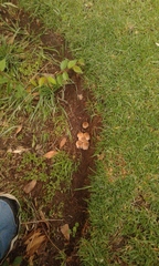 Coprinellus micaceus