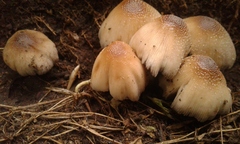 Coprinellus micaceus