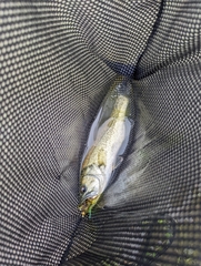 Micropterus salmoides