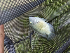 Herichthys cyanoguttatus