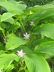 Curcuma petiolata