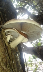 Cyclocybe cylindracea