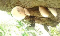 Cyclocybe cylindracea