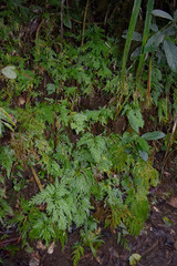 Selaginella longipinna