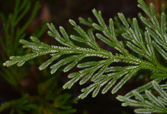 Selaginella longipinna