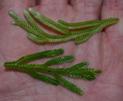 Selaginella longipinna