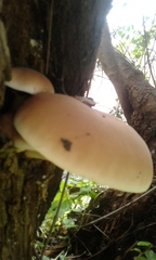 Cyclocybe cylindracea