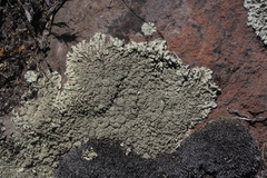 Xanthoparmelia mexicana