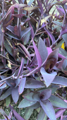 Tradescantia pallida