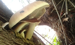Cyclocybe cylindracea