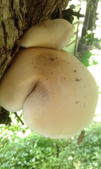 Cyclocybe cylindracea
