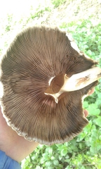 Cyclocybe cylindracea