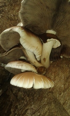 Cyclocybe cylindracea