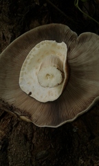 Cyclocybe cylindracea