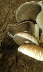 Cyclocybe cylindracea