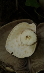 Cyclocybe cylindracea