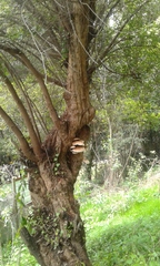 Cyclocybe cylindracea