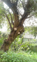 Cyclocybe cylindracea