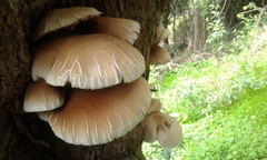 Cyclocybe cylindracea