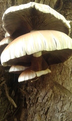 Cyclocybe cylindracea