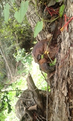 Cyclocybe cylindracea