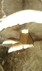 Cyclocybe cylindracea