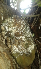 Cyclocybe cylindracea