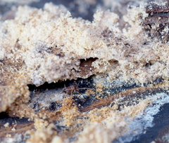 Myrmecophilus acervorum