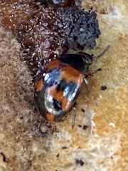 Diaperis rufipes