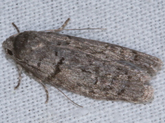 Ericrypsina chorodoxa