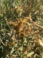 Cuscuta pacifica