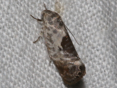 Eupselia carpocapsella