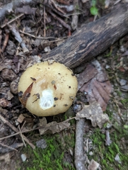 Russula amerorecondita