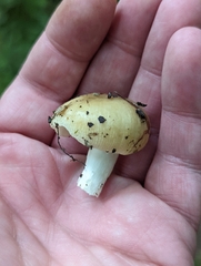 Russula amerorecondita