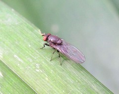 Ephydroidea