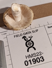 Russula amerorecondita