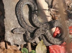 Gloydius qinlingensis