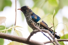 Chrysococcyx xanthorhynchus