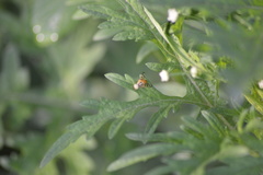 Zonosemata vittigera