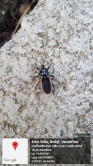 Ectrychotes andreae